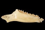 Fossil Early Ungulate (Cainotherium) Jaw - Quercy, France #181290-1